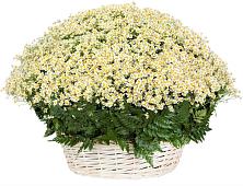 Цветочная композиция из Ромашки в корзине #REPLACE_PRED# Кахуне